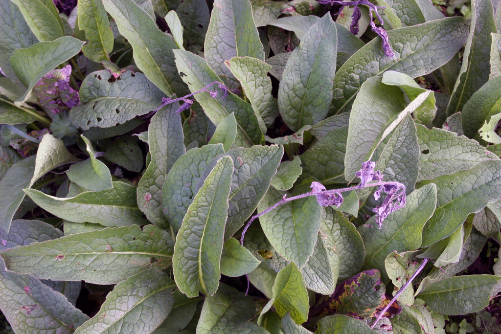 Comfrey, Superherb for muscle and joint pain